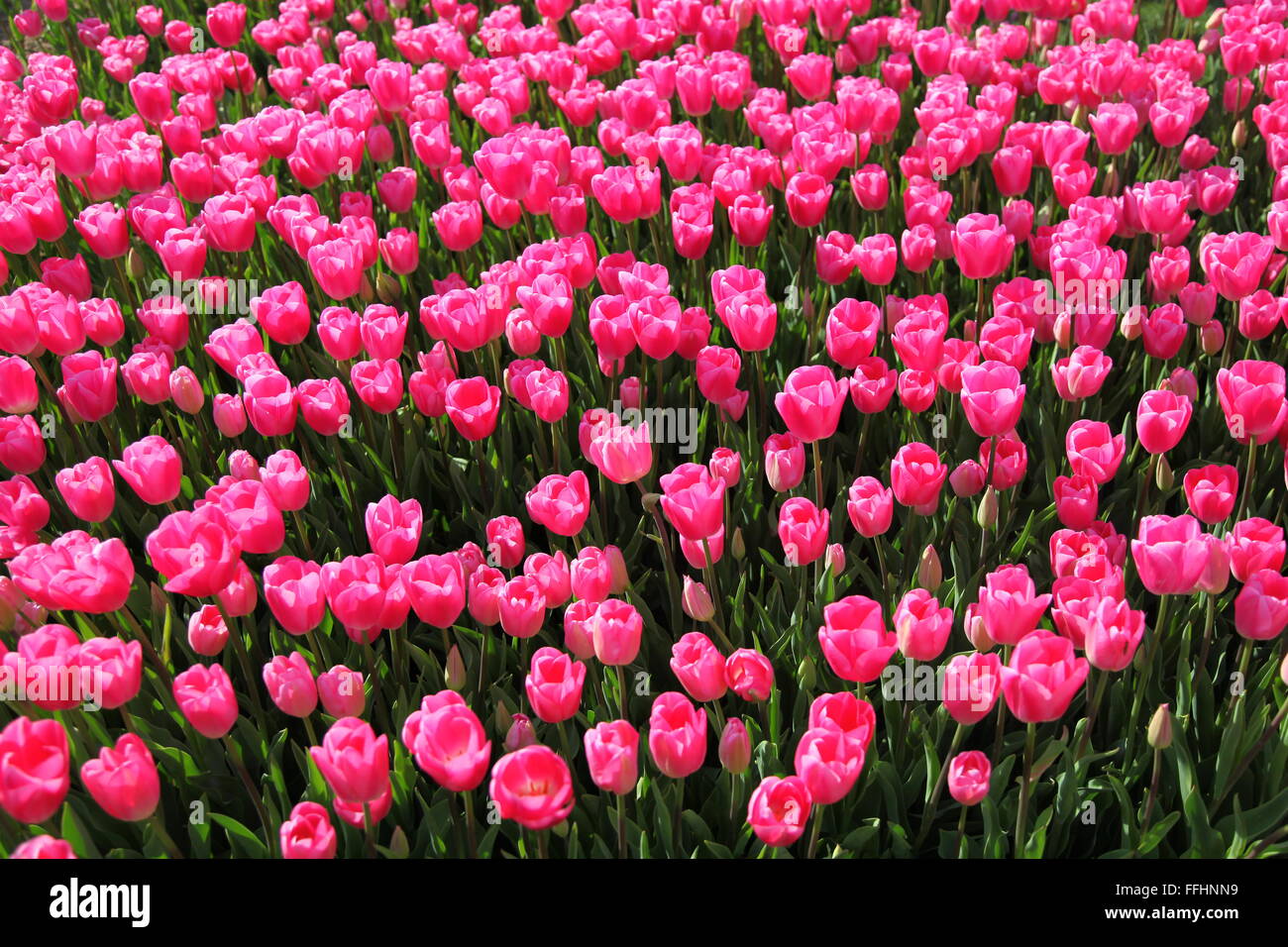 Field of pink tulips Stock Photo - Alamy