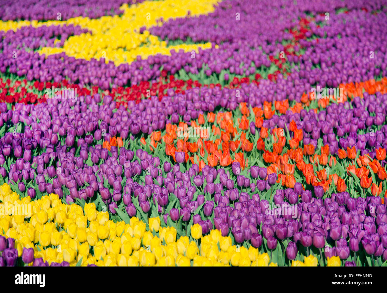 many colorful tulips on fields during spring Stock Photo - Alamy