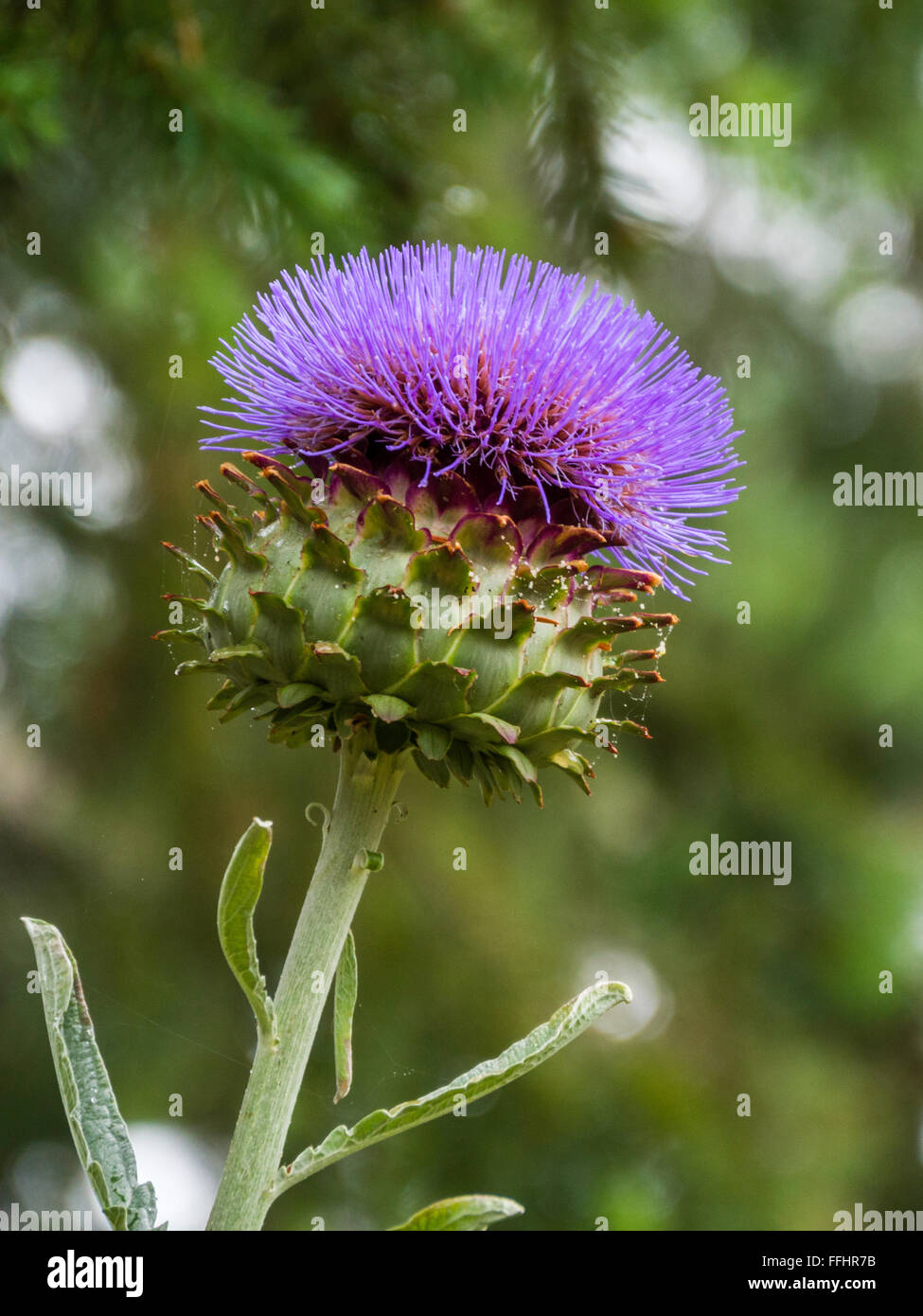 Globe artichoke flower (Cynara cardunculus var. scolymus) growing in British Columbia, Canada Stock Photo