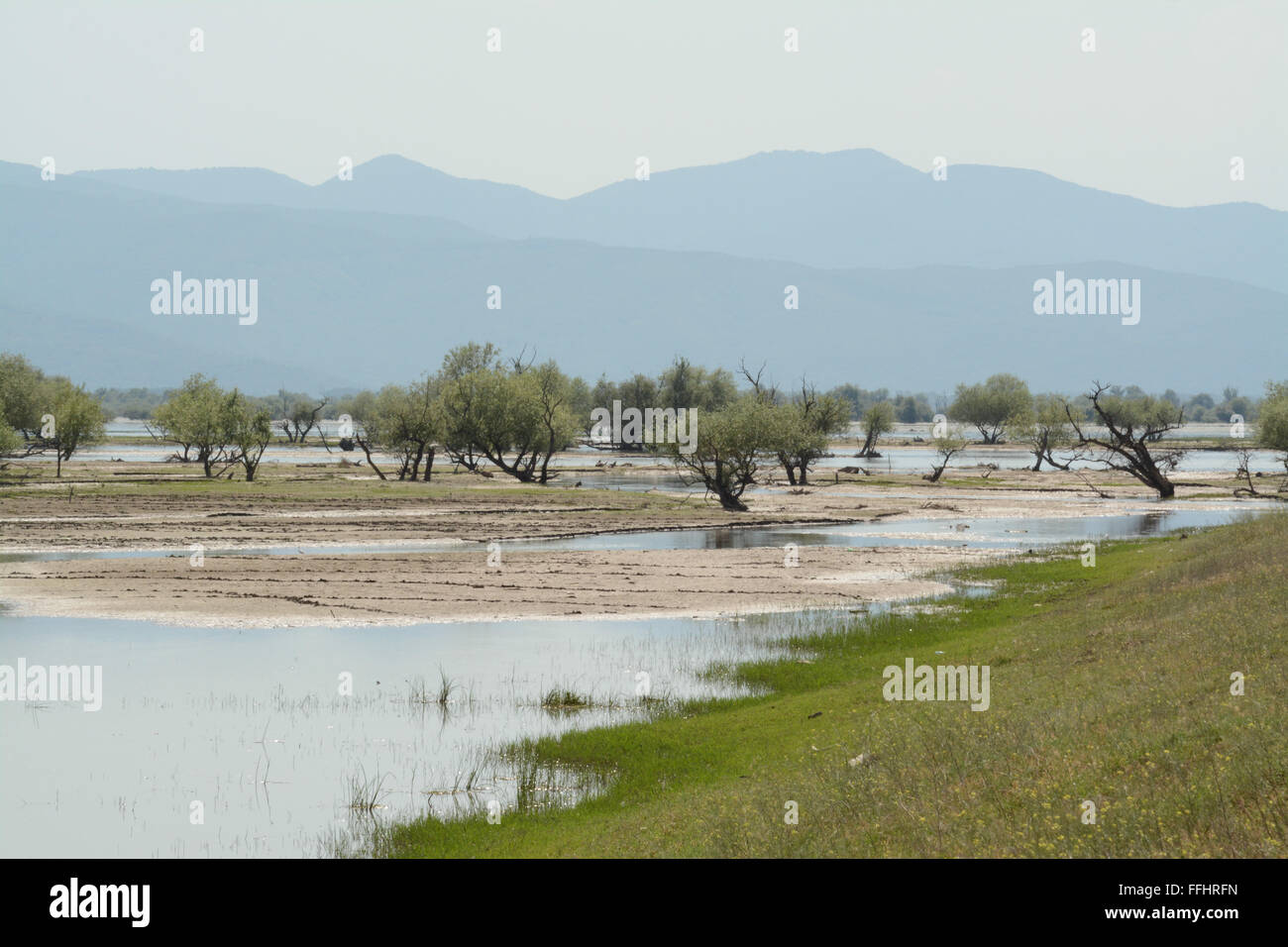 Flooded forest landscape at Lake Kerkini in Northern Greece Stock Photo