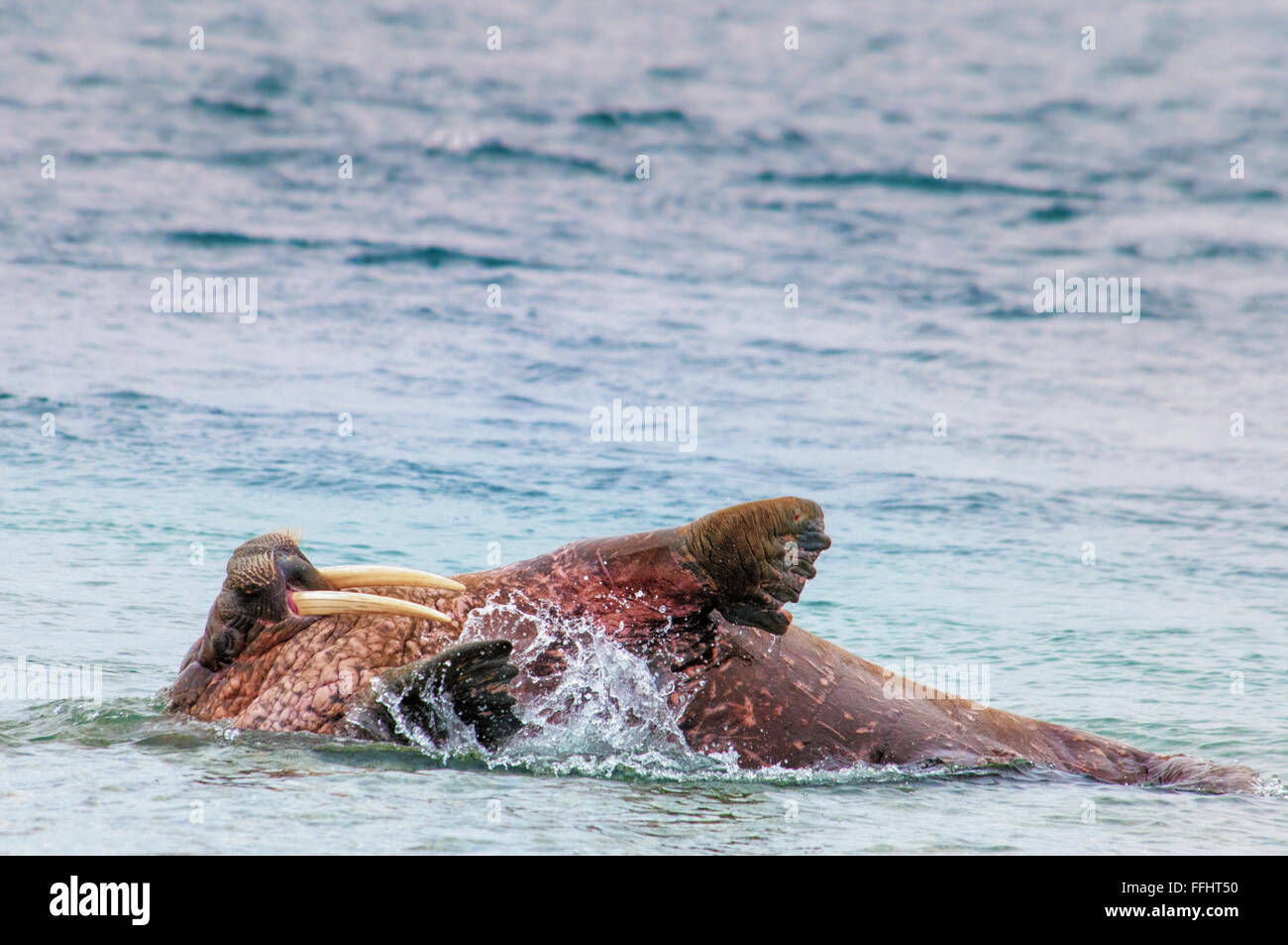 Walrus, Odobenus rosmarus, swimming on his back, Svalbard Archipelago, Norway Stock Photo