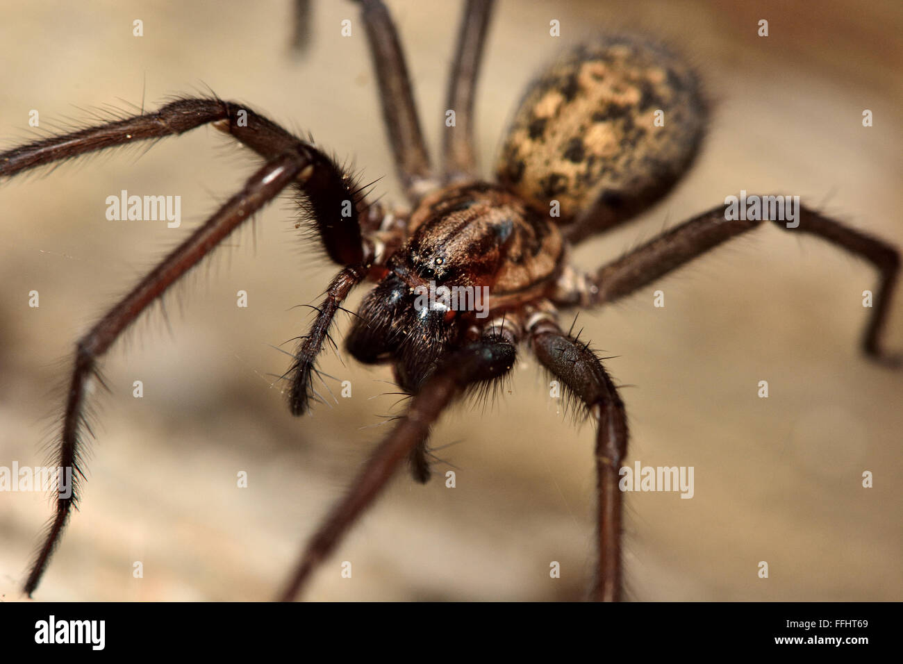 Common house spider (Tegenaria domestica). A large spider in the family Agelenidae, active at night and showing large fangs Stock Photo