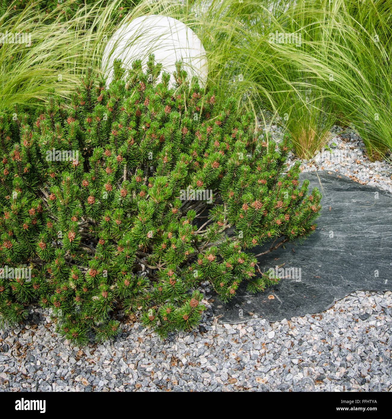 dwarf mountain pine in landscaping the Park Stock Photo