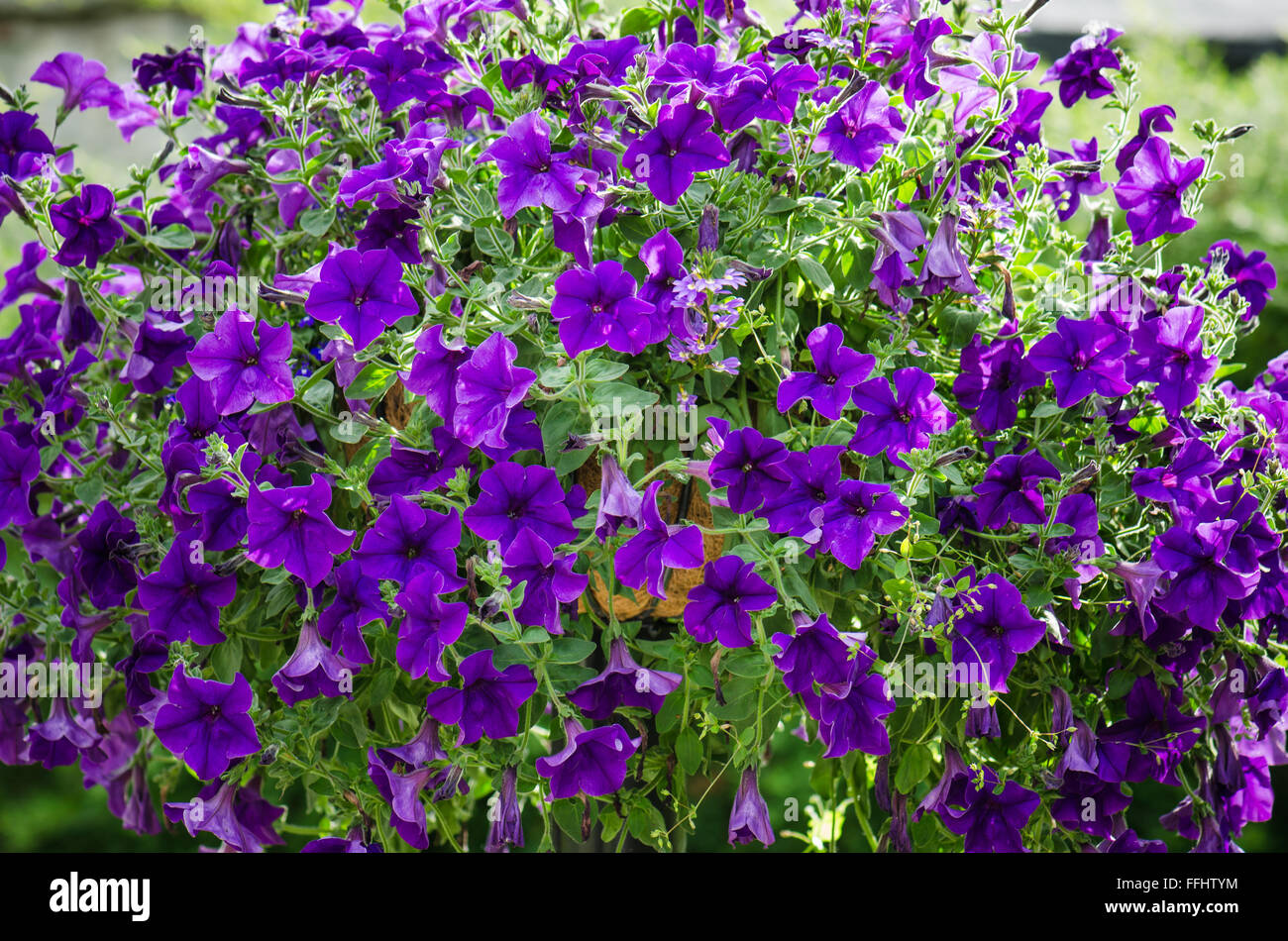 Beautiful  purple petunia flowers close up Stock Photo