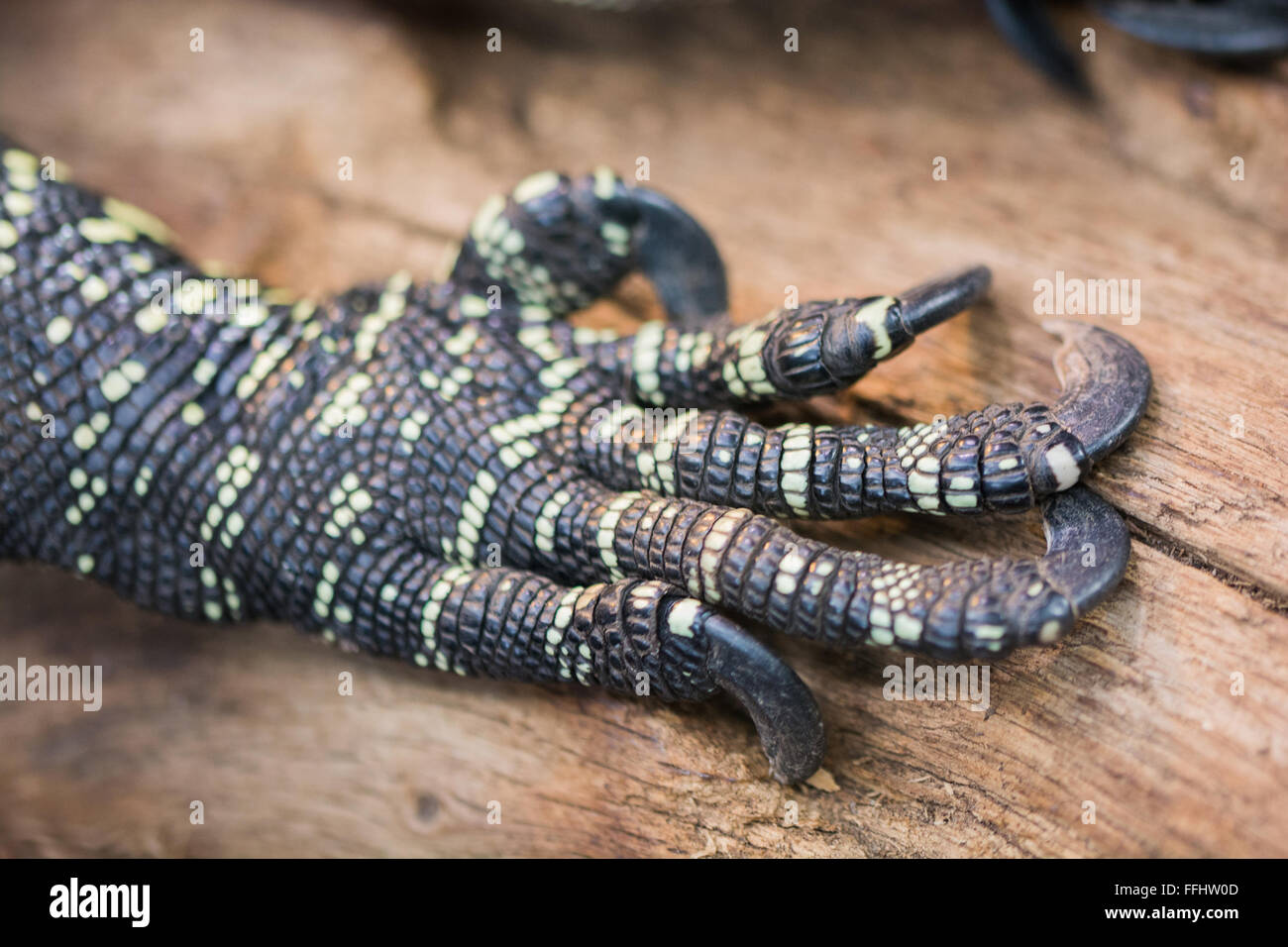 Reptile claw hires stock photography and images Alamy