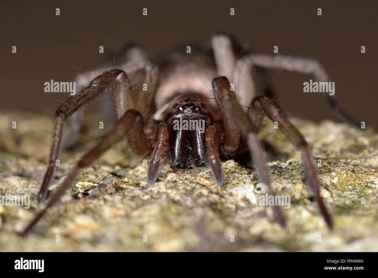 Drassodes cupreus spider fangs. An immature female in the family Gnaphosidae Stock Photo