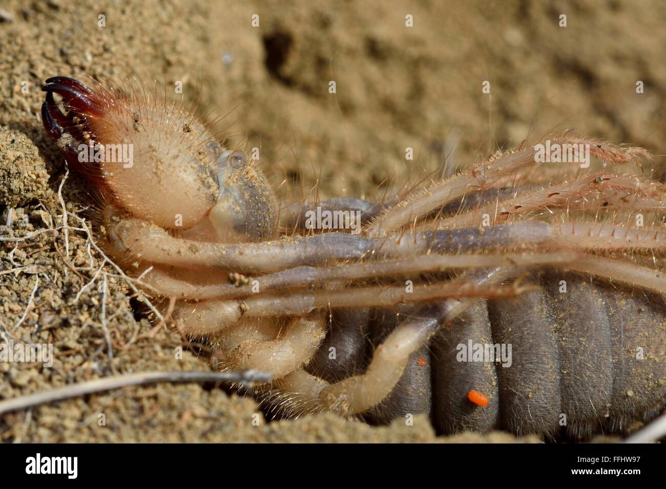 Female camel spider (solifuge) ready to lay eggs. A large arachnid (order Solifugae) exposed under a stone in Azerbaijan Stock Photo