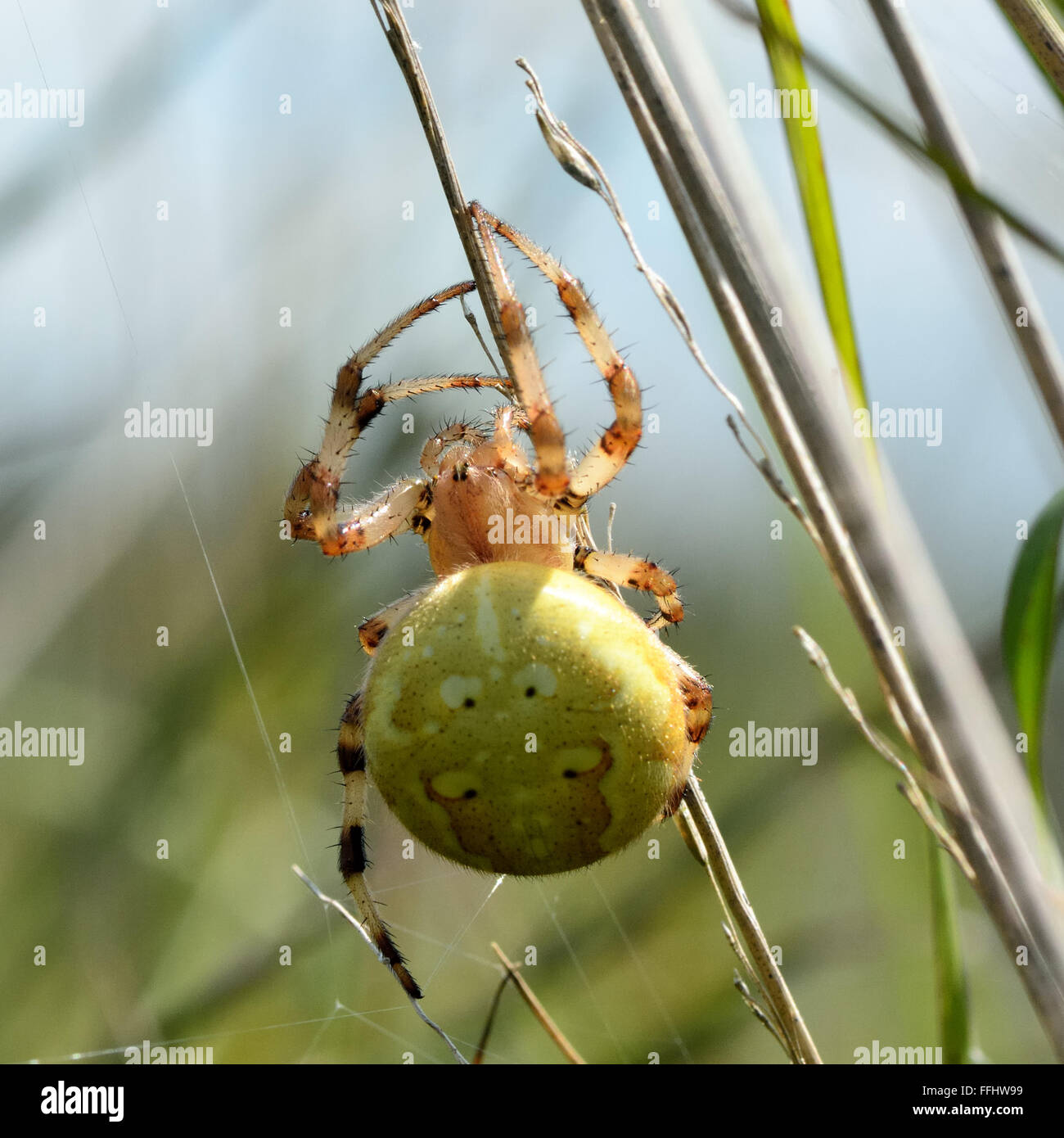 Four spot orb weaver (Araneus quadratus). A female spider in the family Araneidae, with a large distended green abdomen Stock Photo