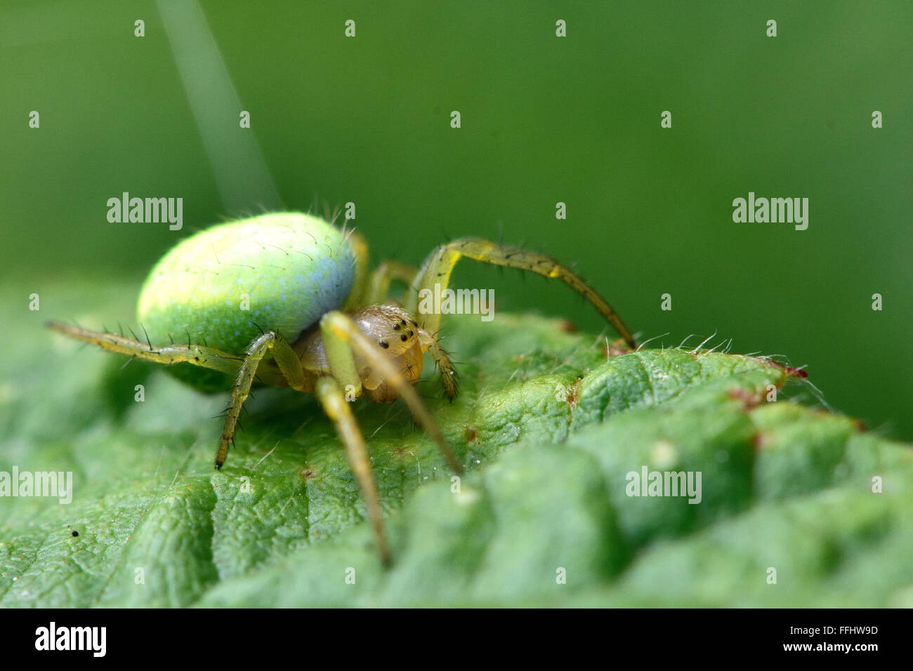 Green orbweaver (Araniella sp.). A female spider in the family