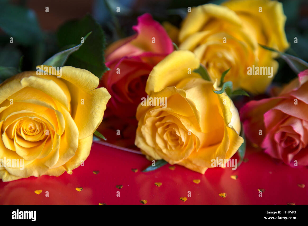 Pink and yellow roses on red background with gold hearts Stock Photo