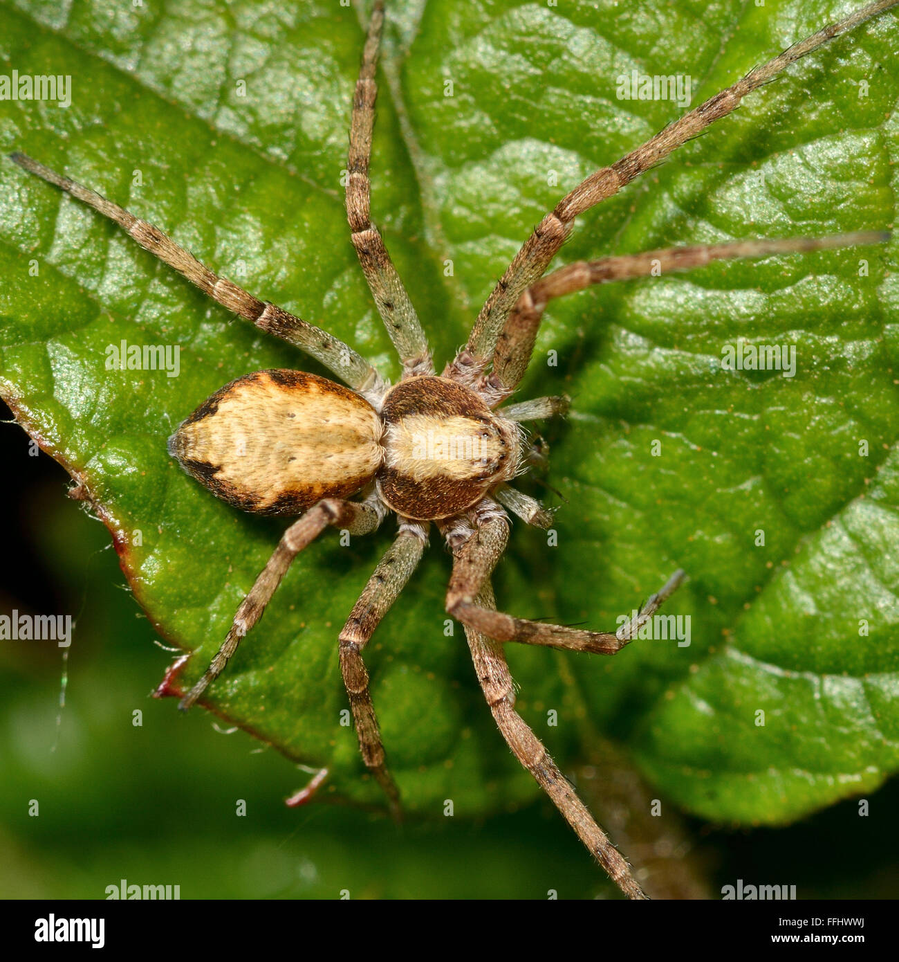 Philodromus dispar crab spider from above. An attractively marked spider in the family Thomisidae, with white margin on carapace Stock Photo