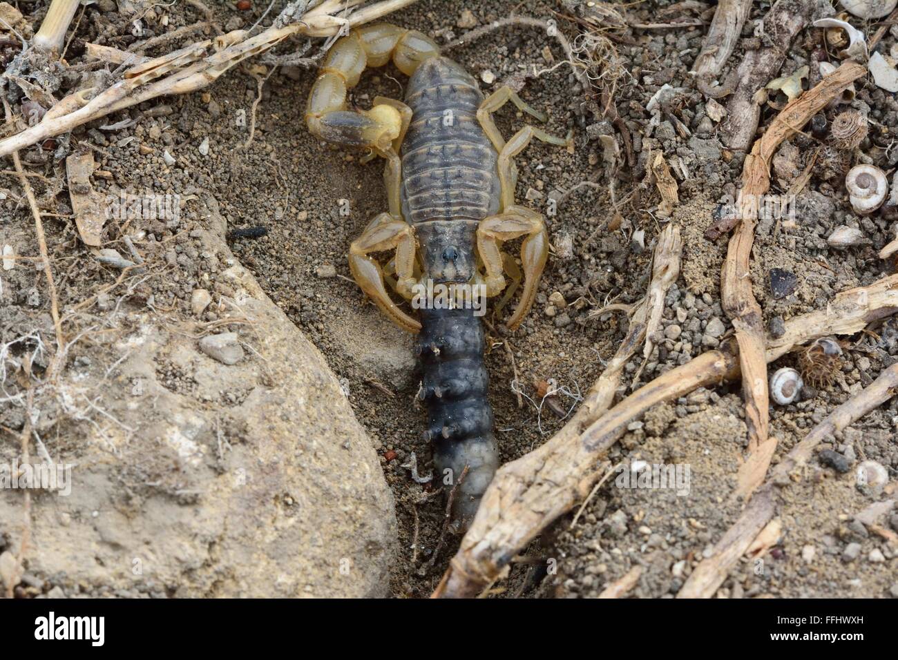 Common yellow scorpion (Buthus occitanus) with prey. A scorpion in the family Buthidae, eating a grub in hills in Azerbaijan Stock Photo