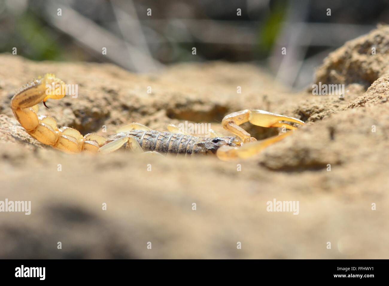 Common yellow scorpion (Buthus occitanus) lying against rock. A scorpion in the family Buthidae, in hills around 15km from Baku Stock Photo
