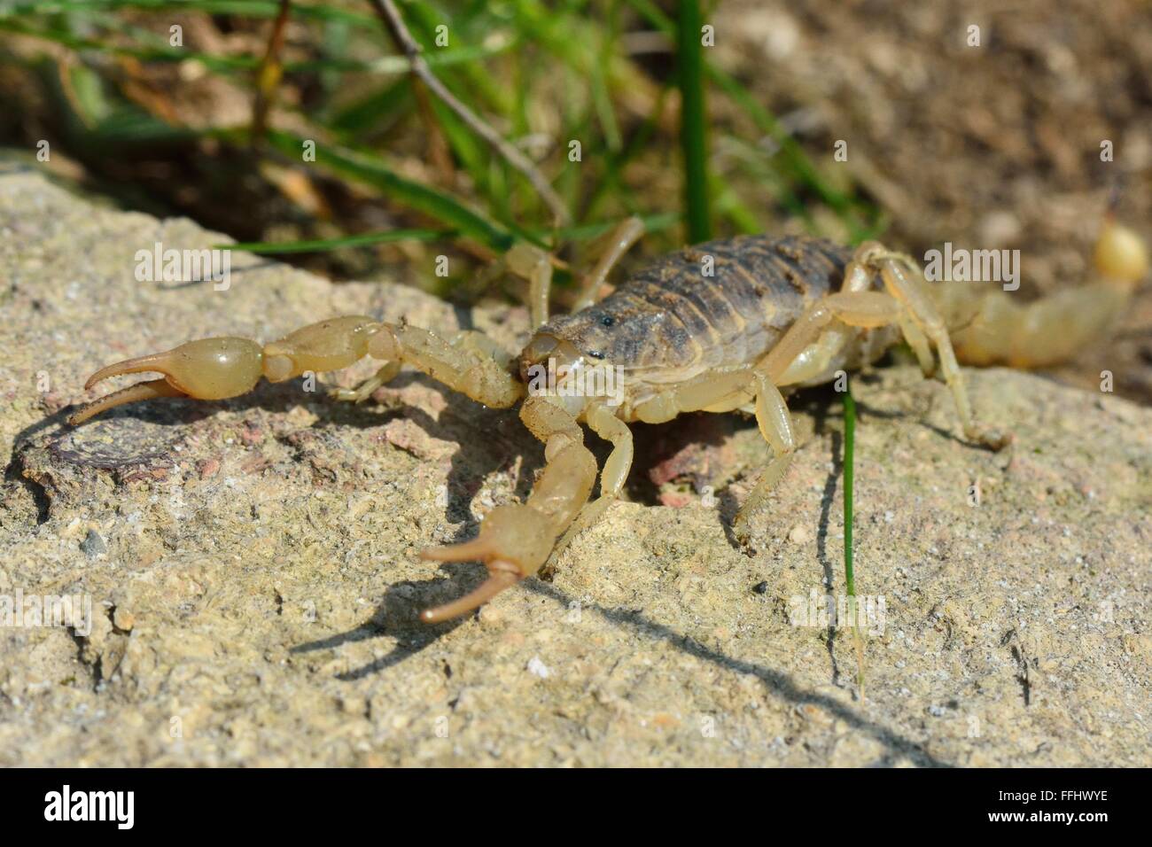 Common yellow scorpion (Buthus occitanus) with pincers open. A scorpion in the family Buthidae, displaying pincers in hills Stock Photo