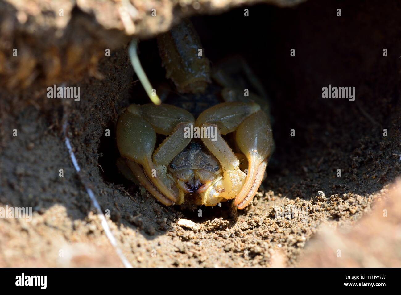 Common yellow scorpion (Buthus occitanus) in burrow. A scorpion in the family Buthidae, hiding away from the sun in hills Stock Photo