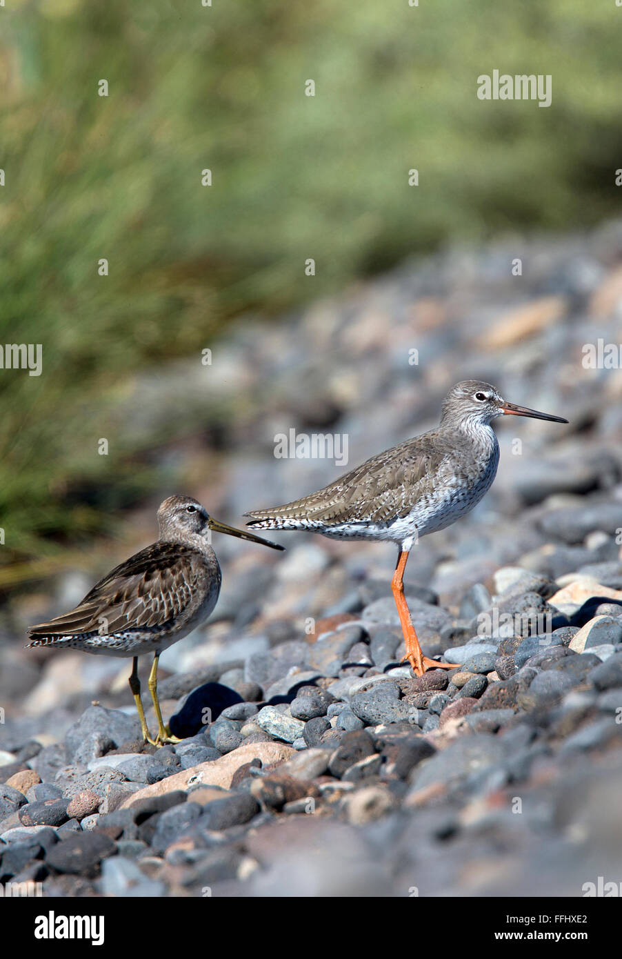 Common Redshank (Tringa totanus) and a Long-billed Dowitcher (a rare vagrant, Limnodromus scolopaceus), Tenerife, Canary Islands Stock Photo