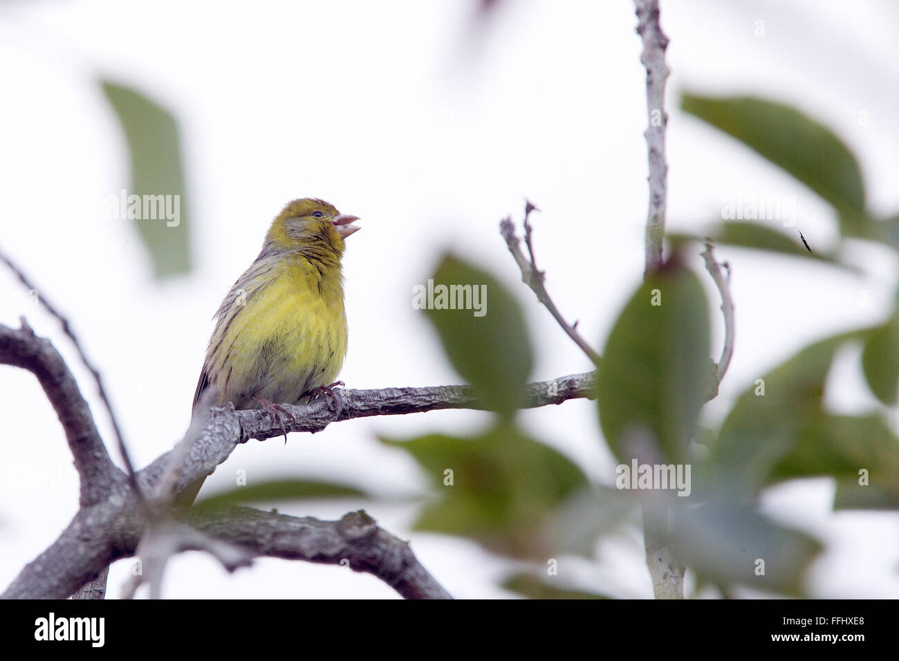 Atlantic Canary (Serinus canaria), male siging from perch, Tenerife, Canary Islands, Spain. Stock Photo