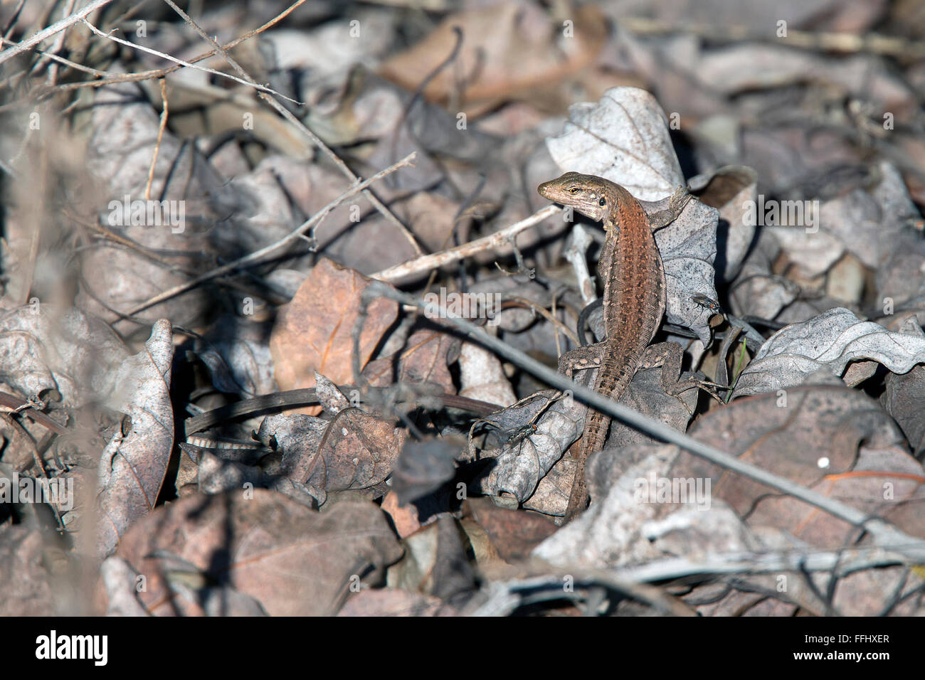 Tenerife Lizard (Gallotia galloti) young one in the leaf litter, Tenerife, Canary Islands, Spain. Stock Photo