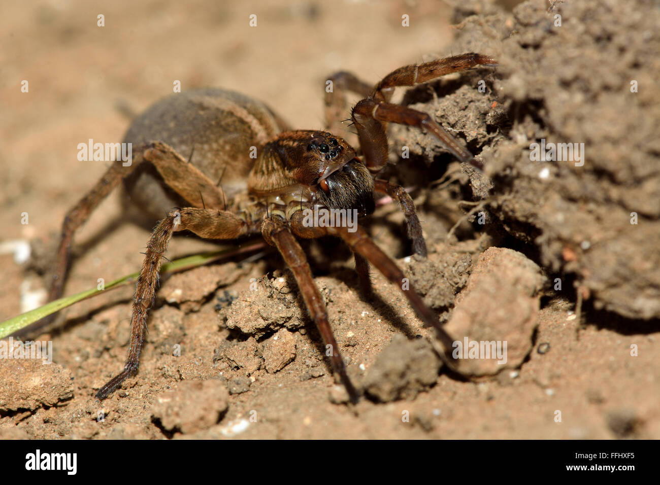Trochosa ruricola wolf spider showing eyes and fangs. A female spider in the family Lycosidae, with an enlarged abdomen Stock Photo