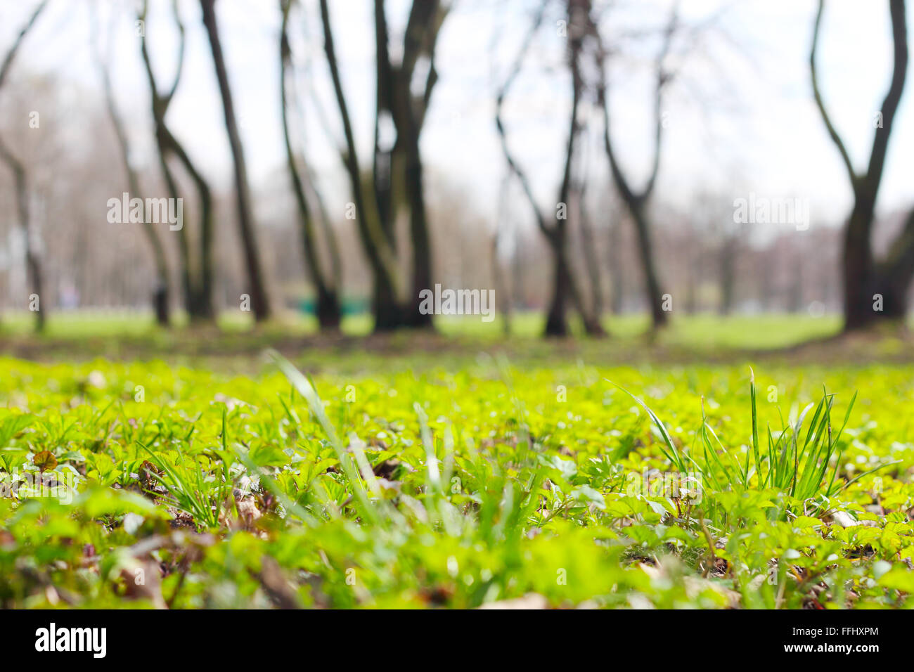 Spring park with fresh green grass ans trees Stock Photo - Alamy