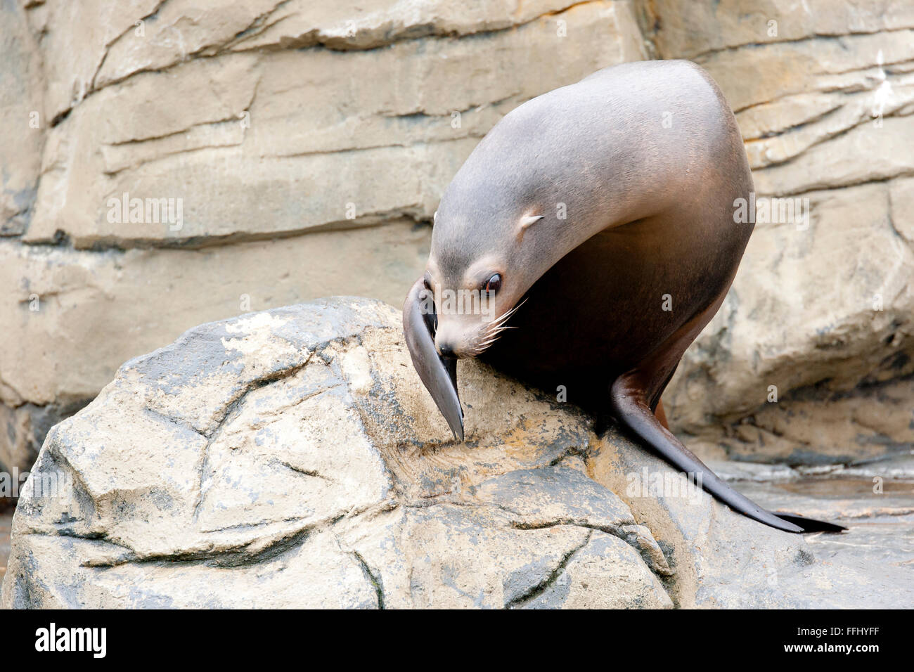 You can tell the difference between seals and sea lions, because sea lions have external ear flaps. Conservation status depends  Stock Photo