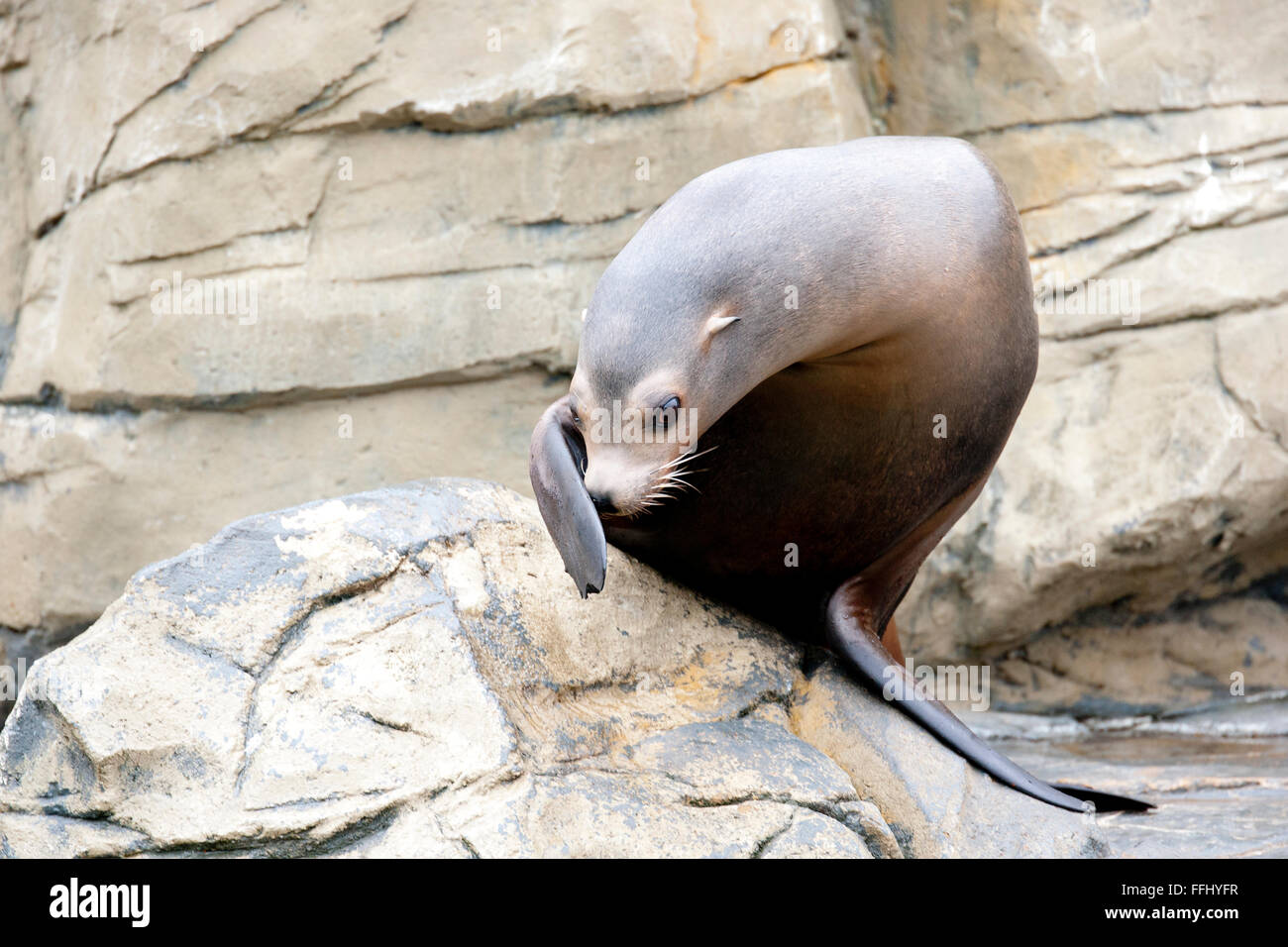 You can tell the difference between seals and sea lions, because sea