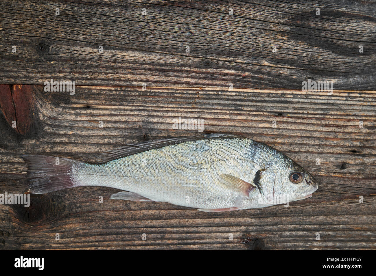 Raw fish (Umbrina cirrosa) over wooden background, top view Stock Photo