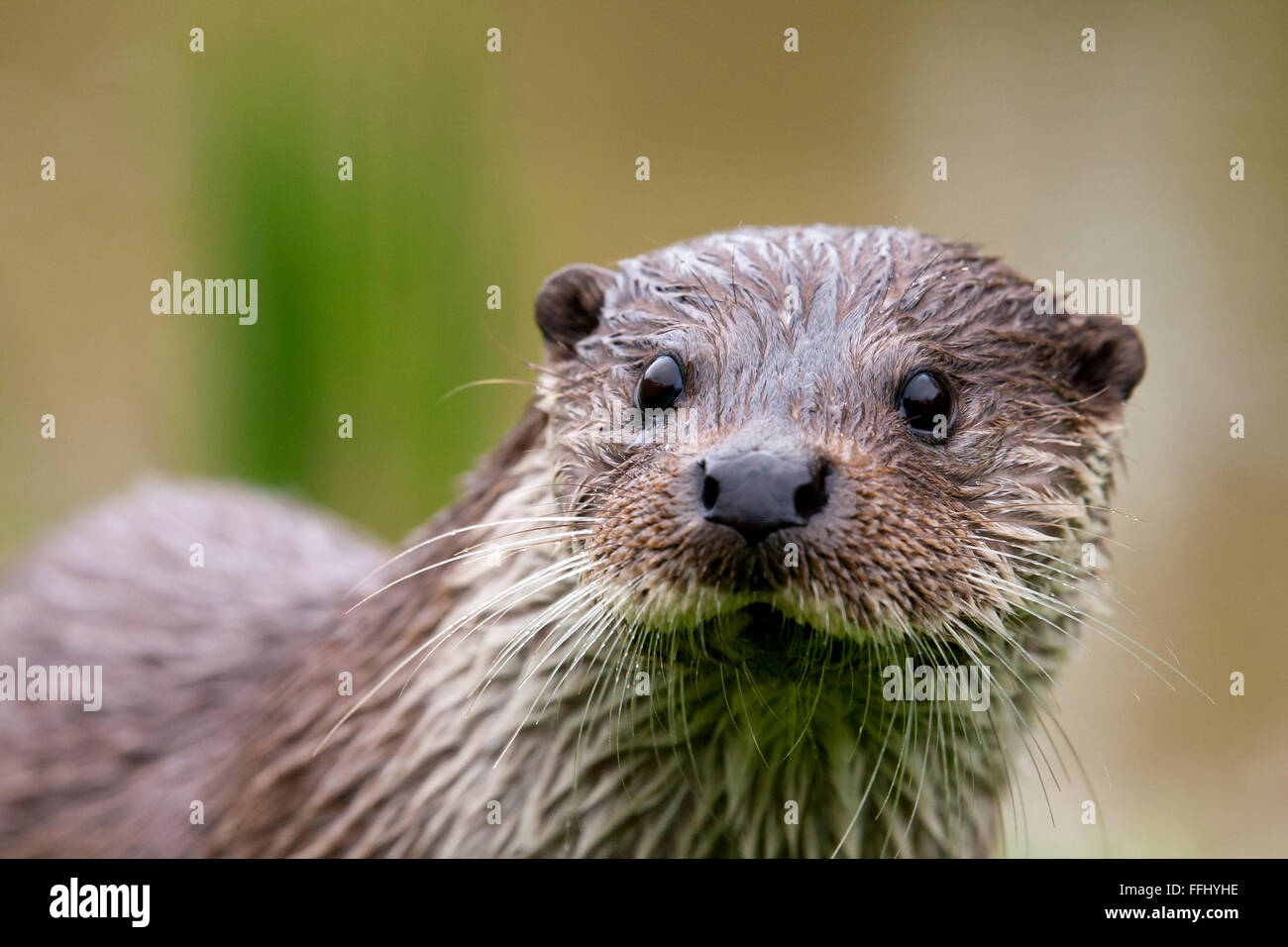 Otter Portrait of a European River Otter. Conservation status near