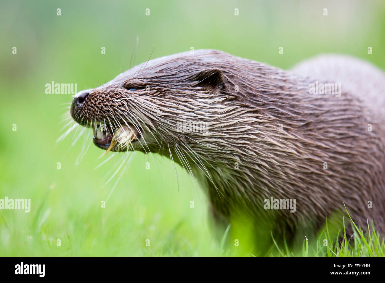 Otter Portrait of a European River Otter. Conservation status near