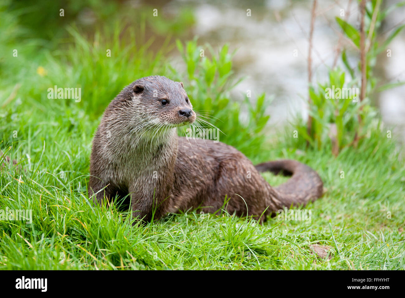 Otter wildlife animal hi-res stock photography and images - Alamy