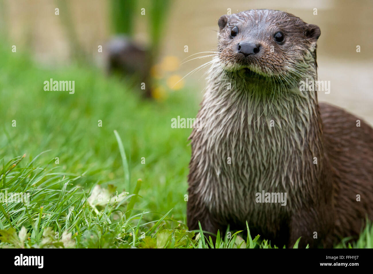 Otter Portrait of a European River Otter. Conservation status near