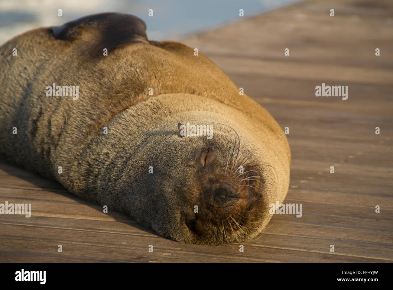 You can tell the difference between seals and sea lions, because sea lions have external ear flaps. Conservation status depends  Stock Photo