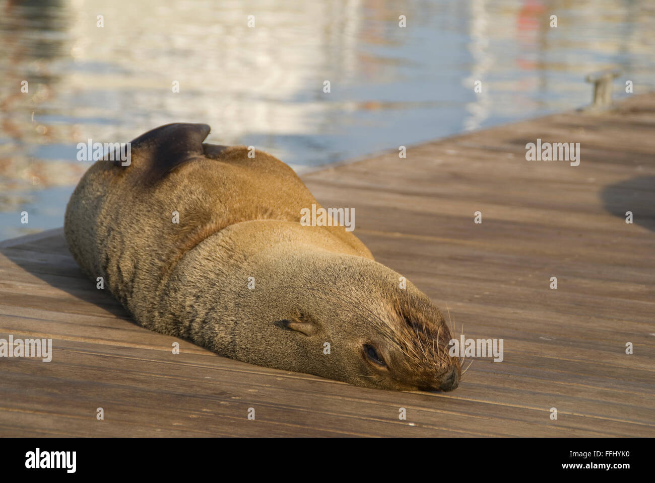 You can tell the difference between seals and sea lions, because sea