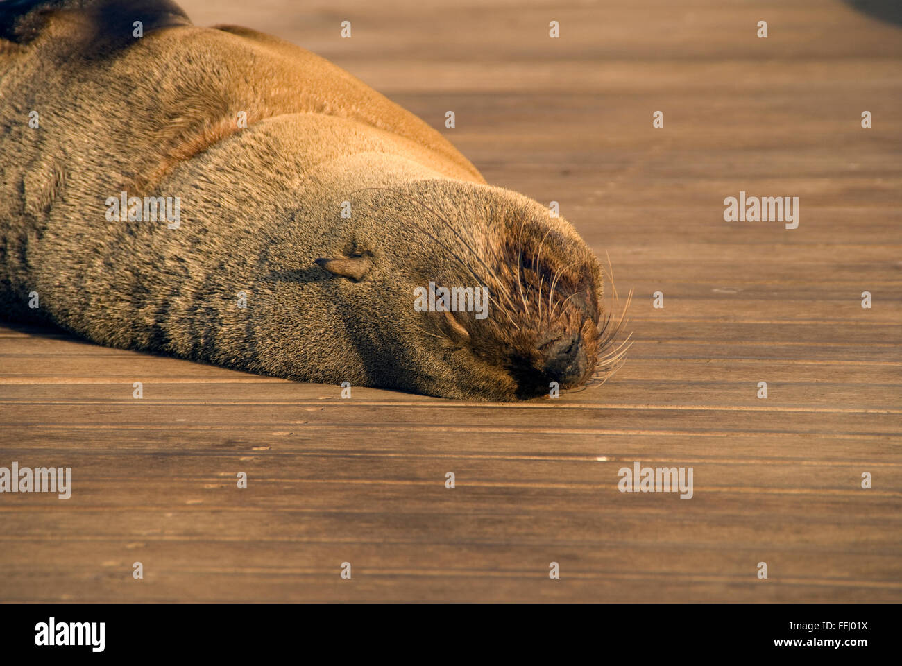 You can tell the difference between seals and sea lions, because sea lions have external ear flaps. Conservation status depends  Stock Photo