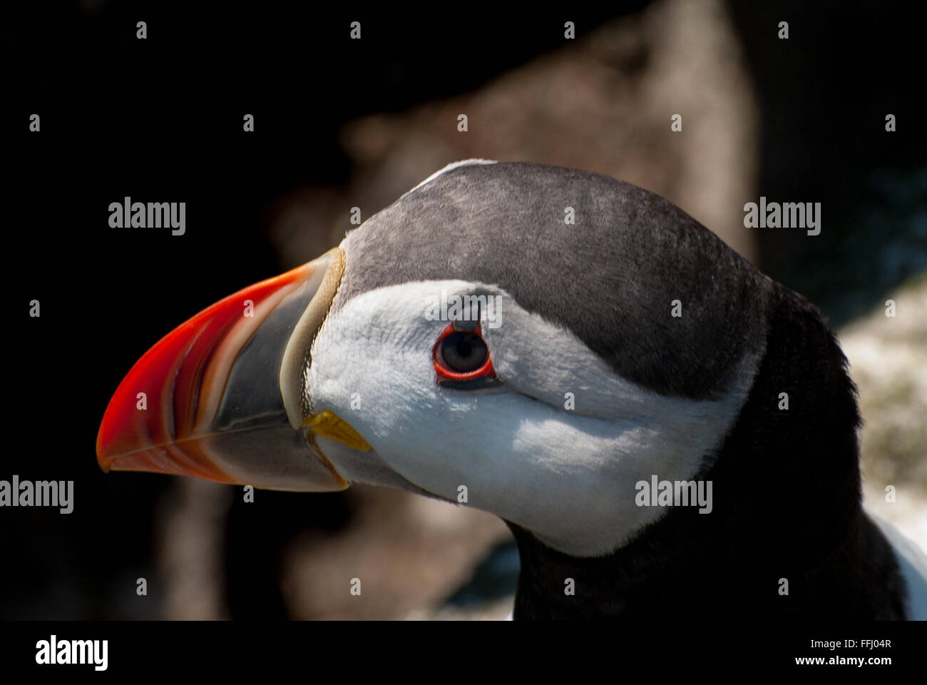 During breeding season the adult Atlantic puffin has a colorful beak. It is a protected species of bird which resembles a parrot, in northern Maine. Stock Photo