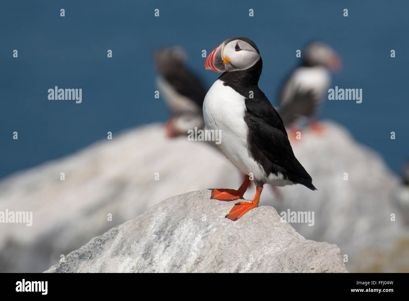 Lone Atlantic puffin bird (fratercula arctica), also referred to as a common puffin, stands guard over its nest on an island in northern Maine. Stock Photo