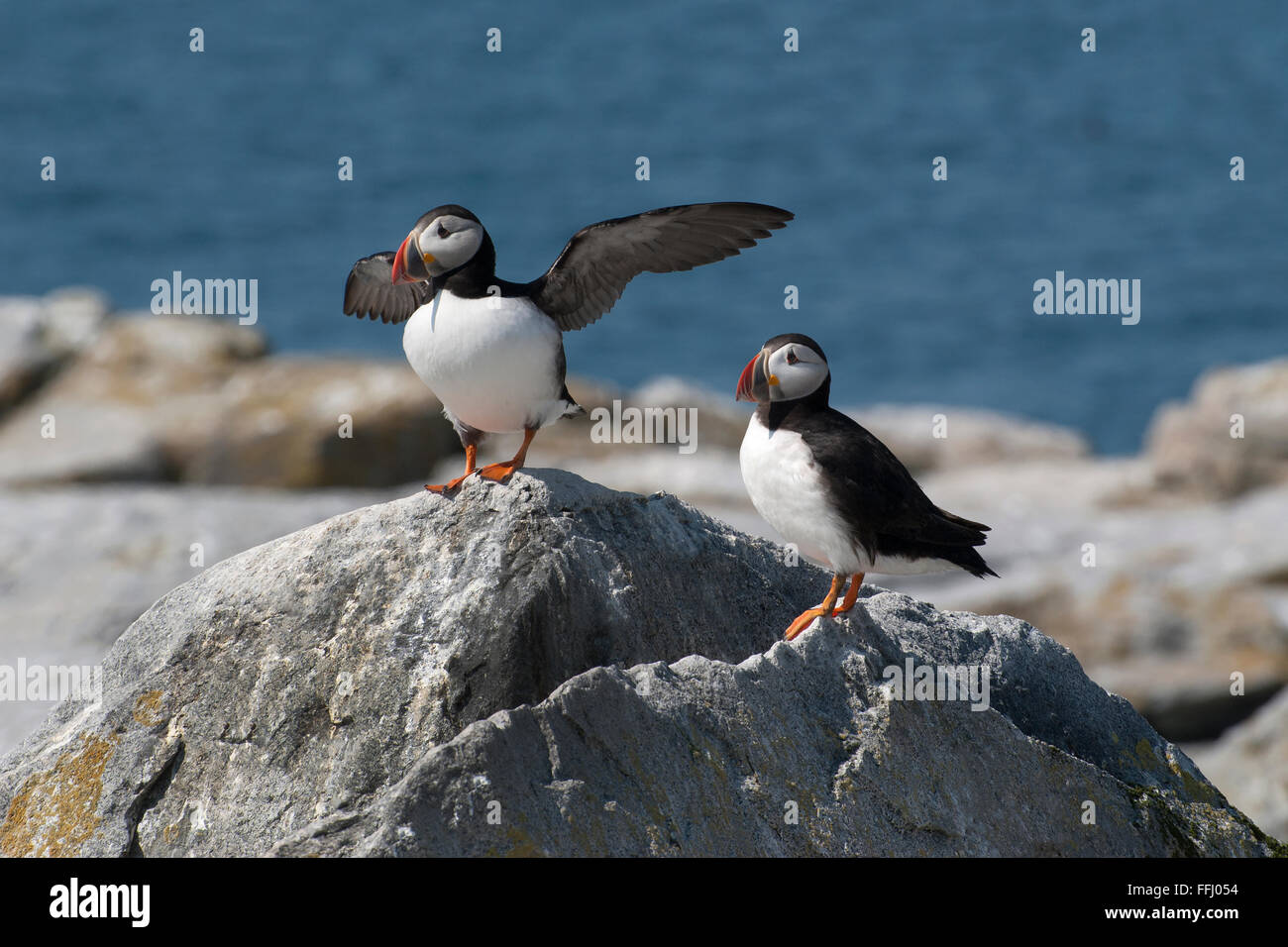Atlantic puffin flaps its wings in warning when protecting its nesting area as other stands guard. These endangered birds are a summer attraction. Stock Photo