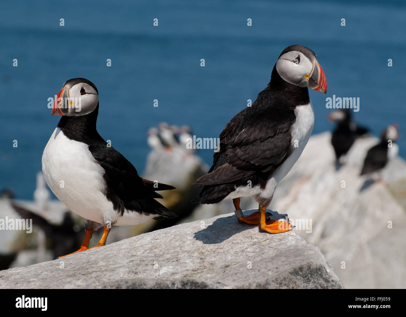 Two Atlantic puffins guarding nesting area with colorful beaks around rock on Machias Seal Island, a wildlife refuge off the coast of northern Maine. Stock Photo