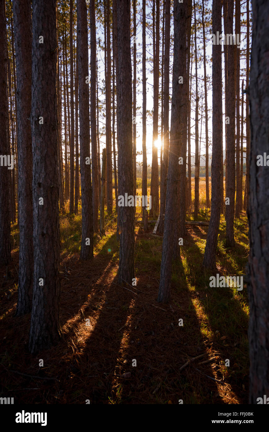 A stand of evergreen pine trees grow at Canaan Valley, West Virginia Stock Photo Alamy