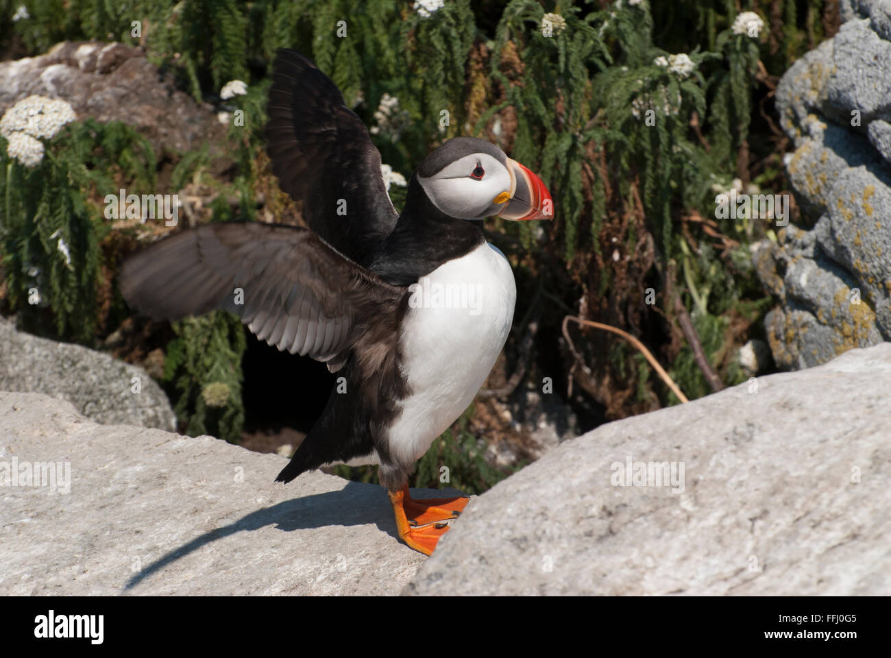 Atlantic Puffin flaps its wings to warn those getting too close to its nest on Machias Seal Island during breeding season near the coast of Maine. Stock Photo