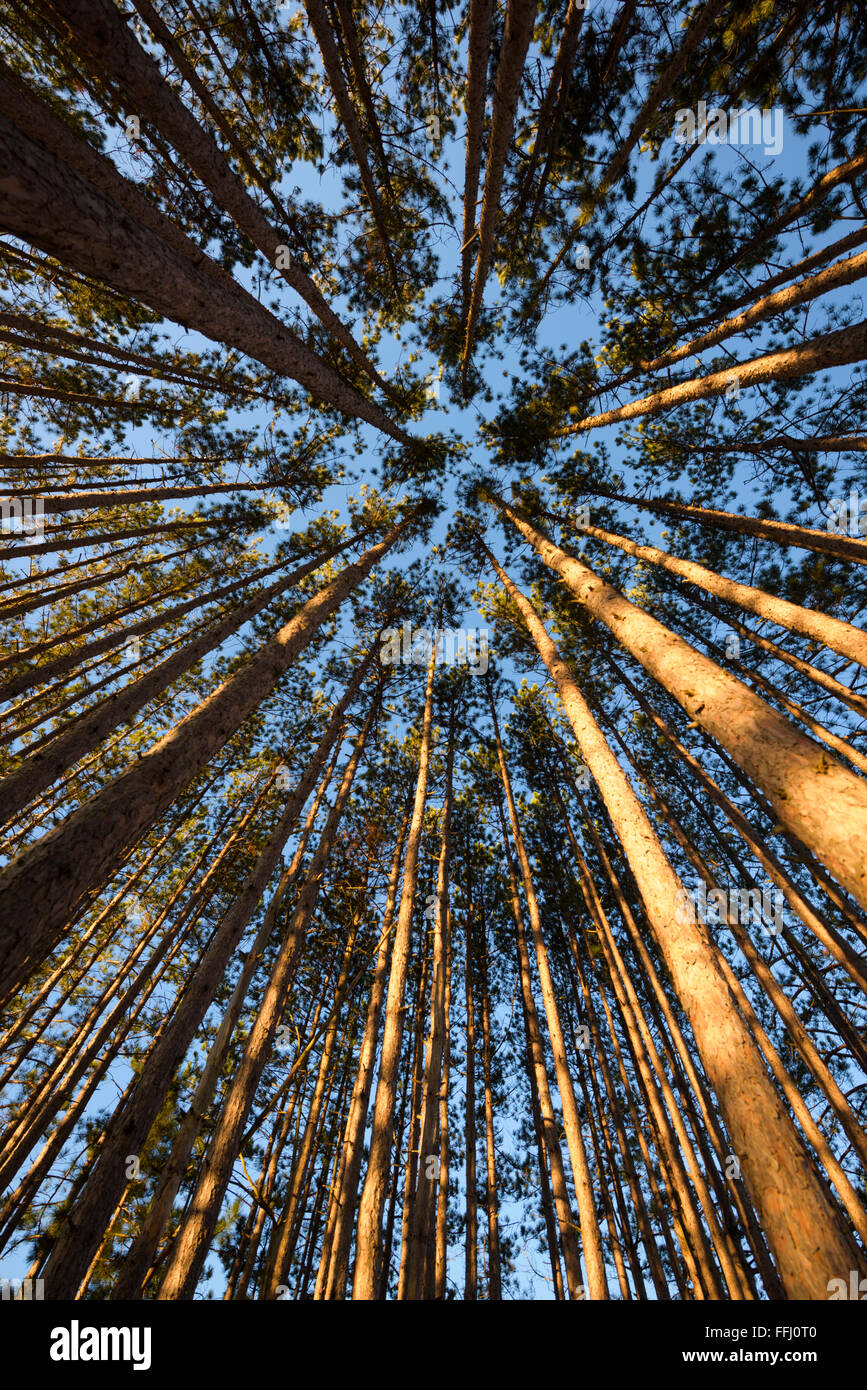 A stand of evergreen pine trees grow at Canaan Valley, West Virginia