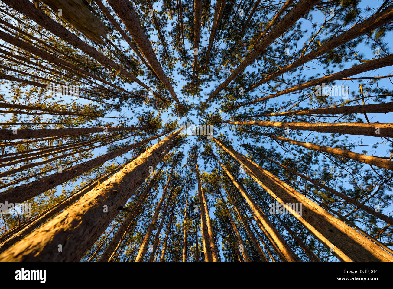 A stand of evergreen pine trees grow at Canaan Valley, West Virginia