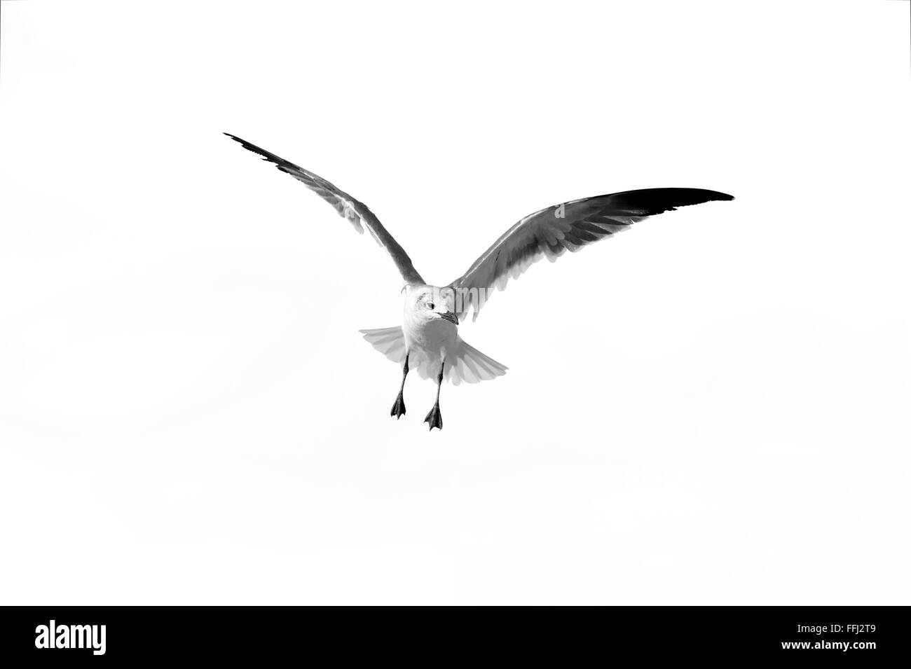 Bird flying is a black and white detailed closed of a a beautiful bird speading its wings while in mid flight. Stock Photo