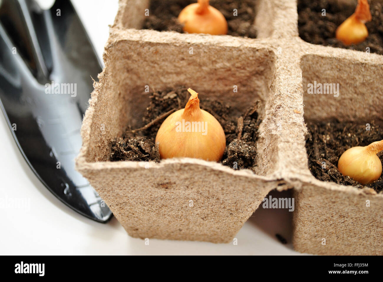 CloseUp of Planting Onion Bulbs in Peat Pots Stock Photo Alamy
