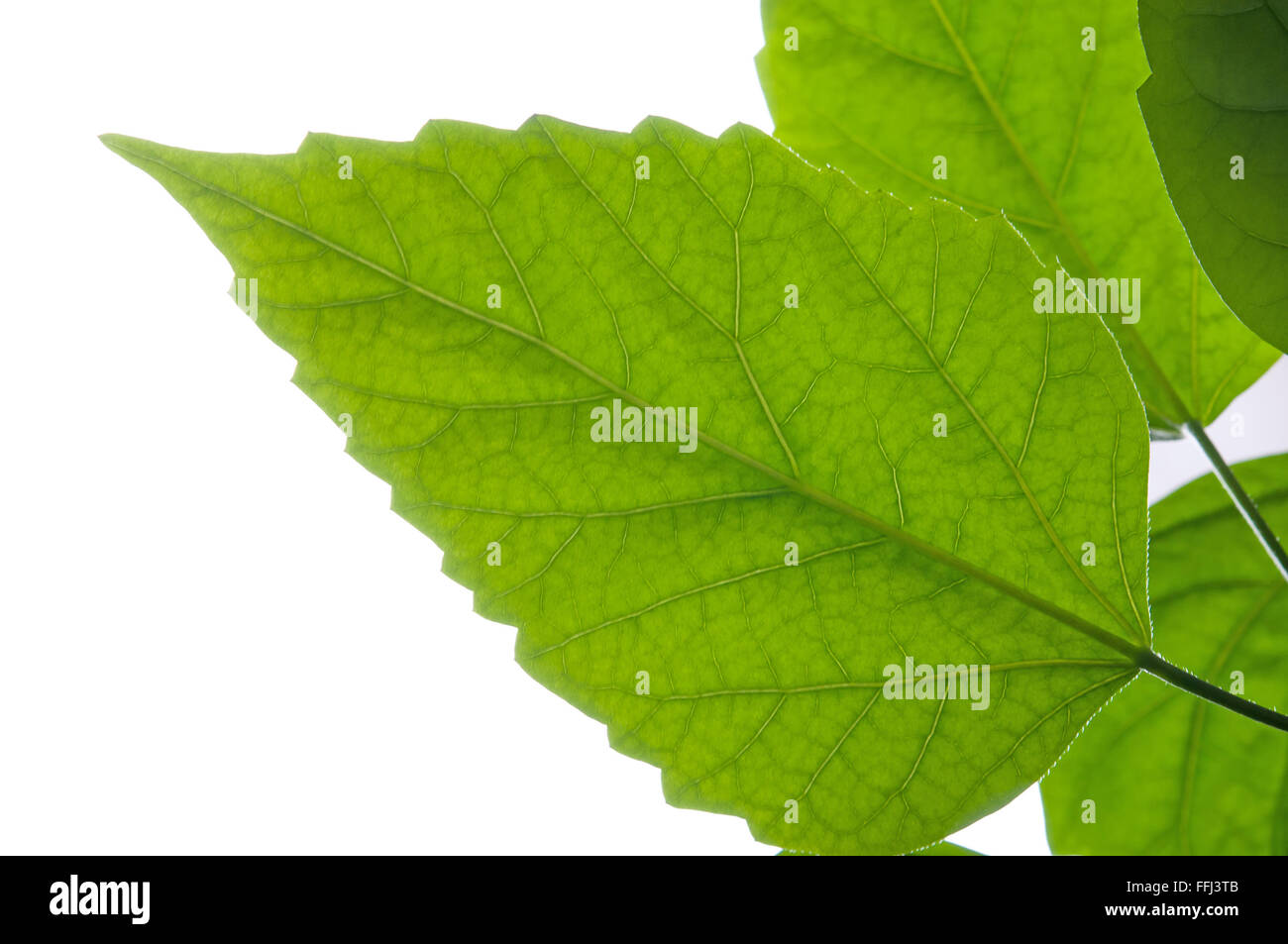 Green leaf. Isolated on a white Stock Photo