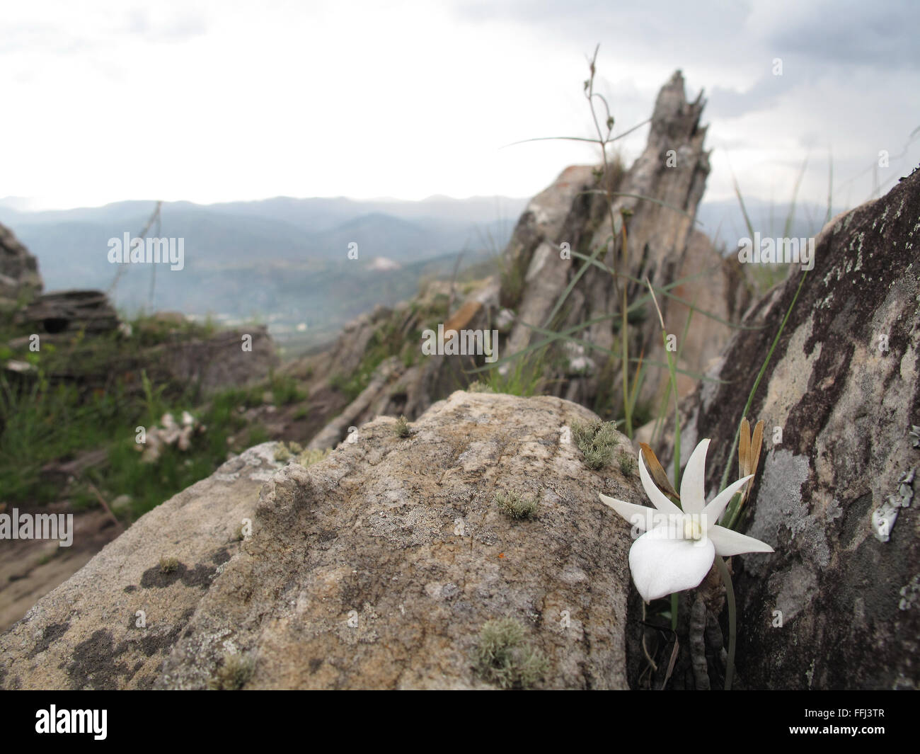 Angraecum rutenbergianum growing between rocks on Mount Ibity Stock Photo