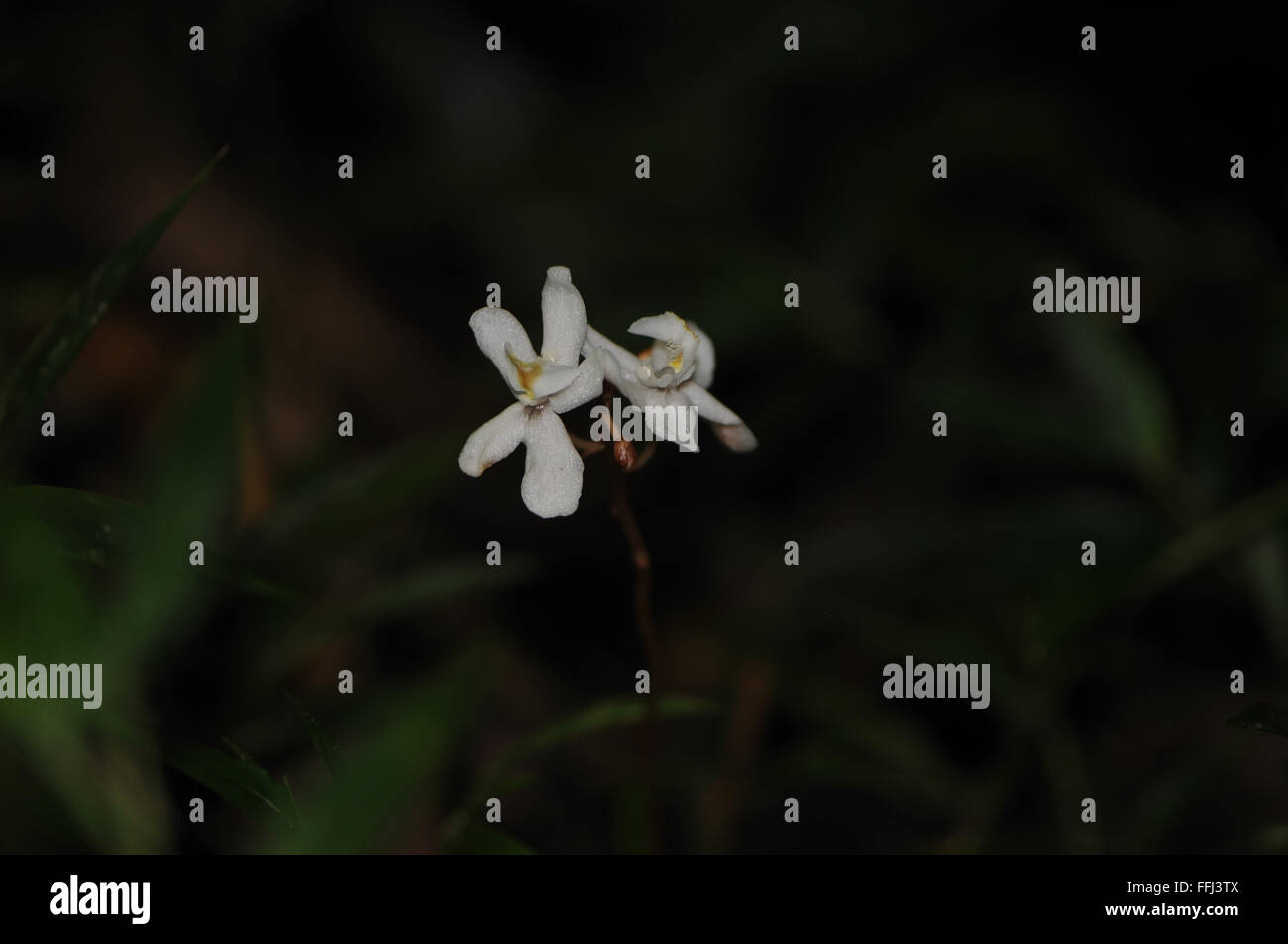 One of the rarest plants in the world a Didymoplexis orchid that has