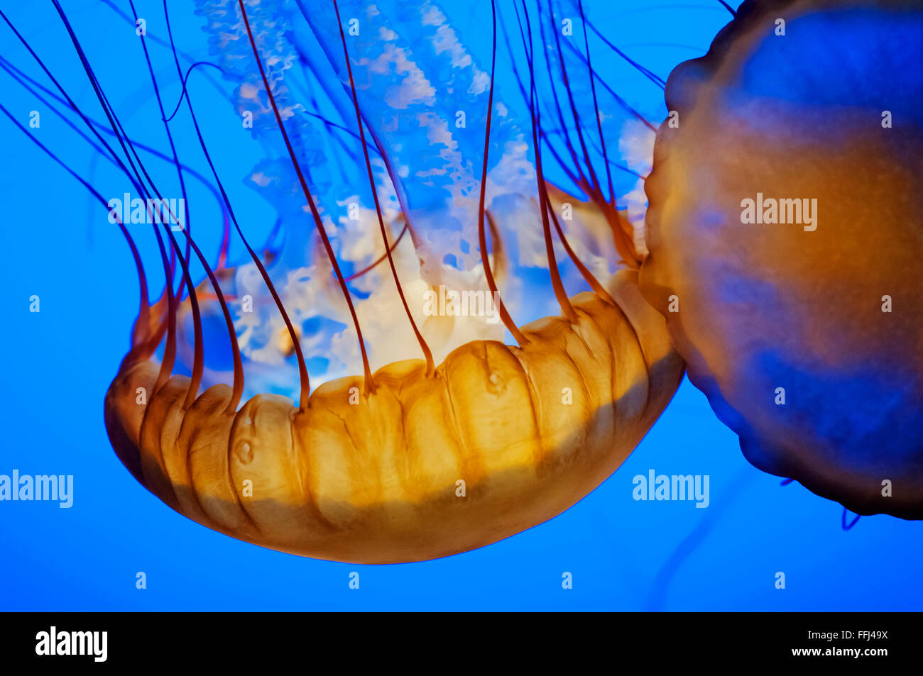 Aquatic zooplankton hi-res stock photography and images - Alamy