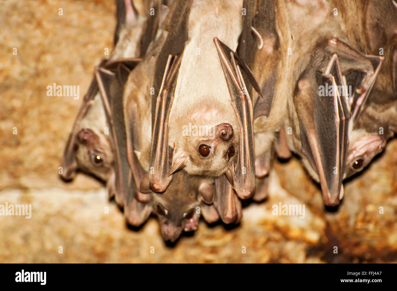 hanging bats Stock Photo