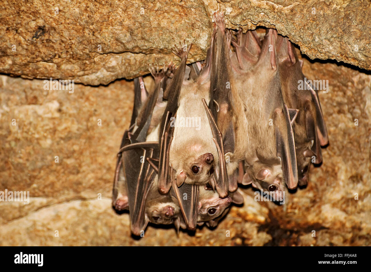Egyptian fruit bats Stock Photo